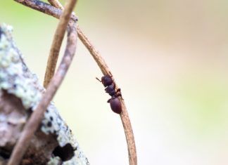 a close up of a small insect on a branch