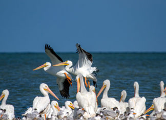 a flock of pelicans standing on top of a beach