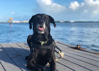a black dog sitting on a dock by the water