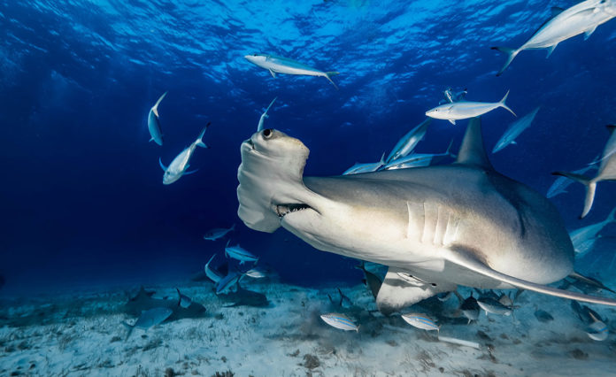 a large white shark swimming in the ocean