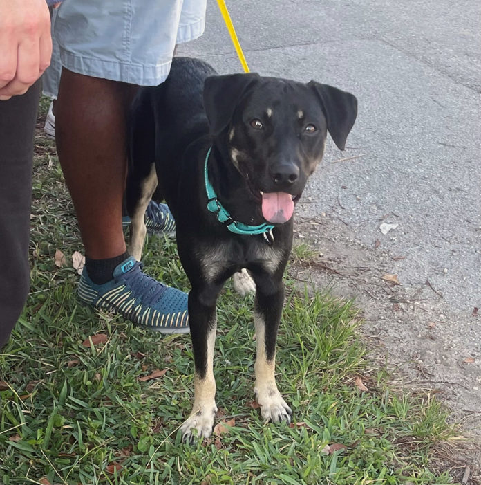 a black and brown dog standing on top of a grass covered field