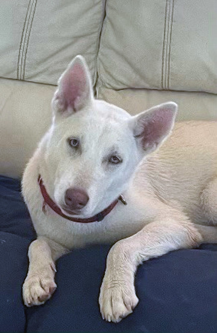 a white dog laying on top of a blue couch