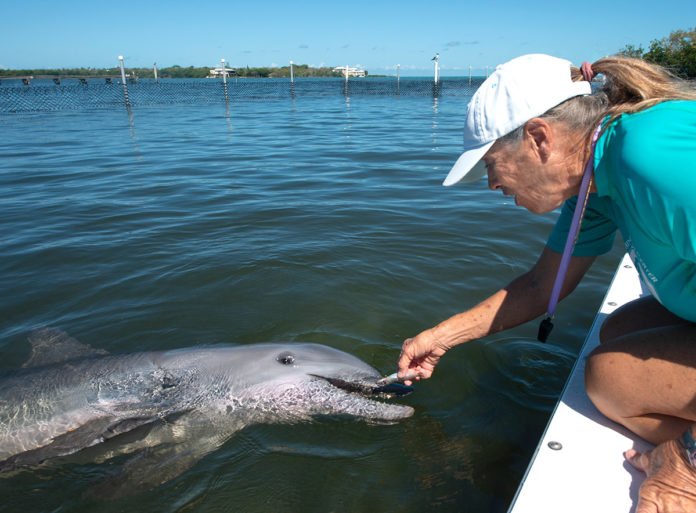 a man is feeding a dolphin in the water