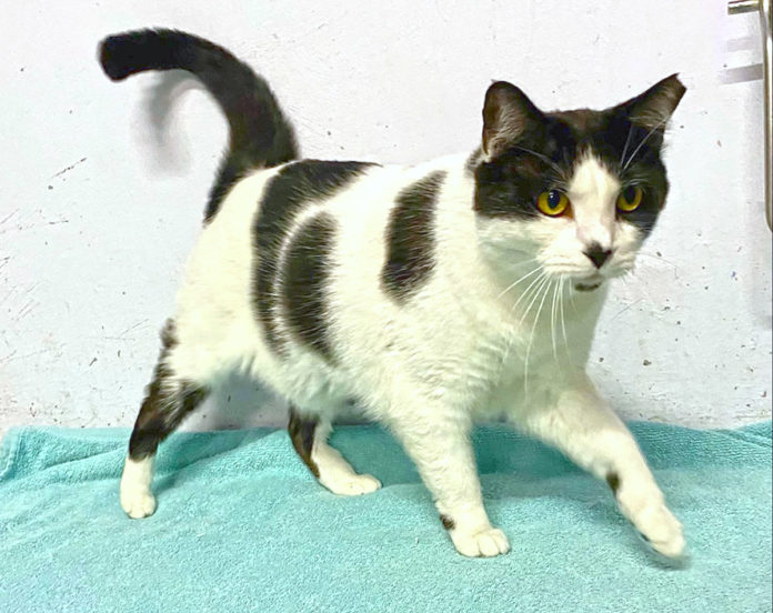 a black and white cat standing on a towel