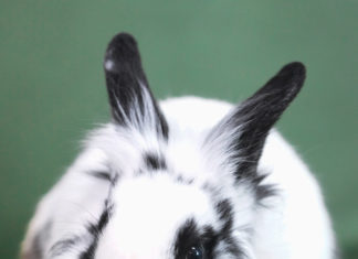 a black and white rabbit wearing a bow tie