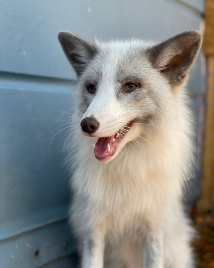 a white and gray dog standing next to a blue wall