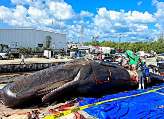a large whale laying on top of a blue tarp