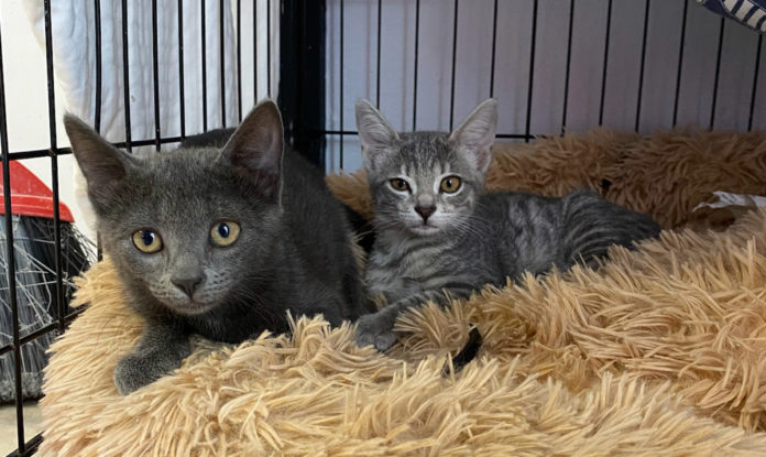 a couple of cats laying on top of a bed