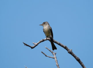 a bird sitting on a tree branch with a blue sky in the background