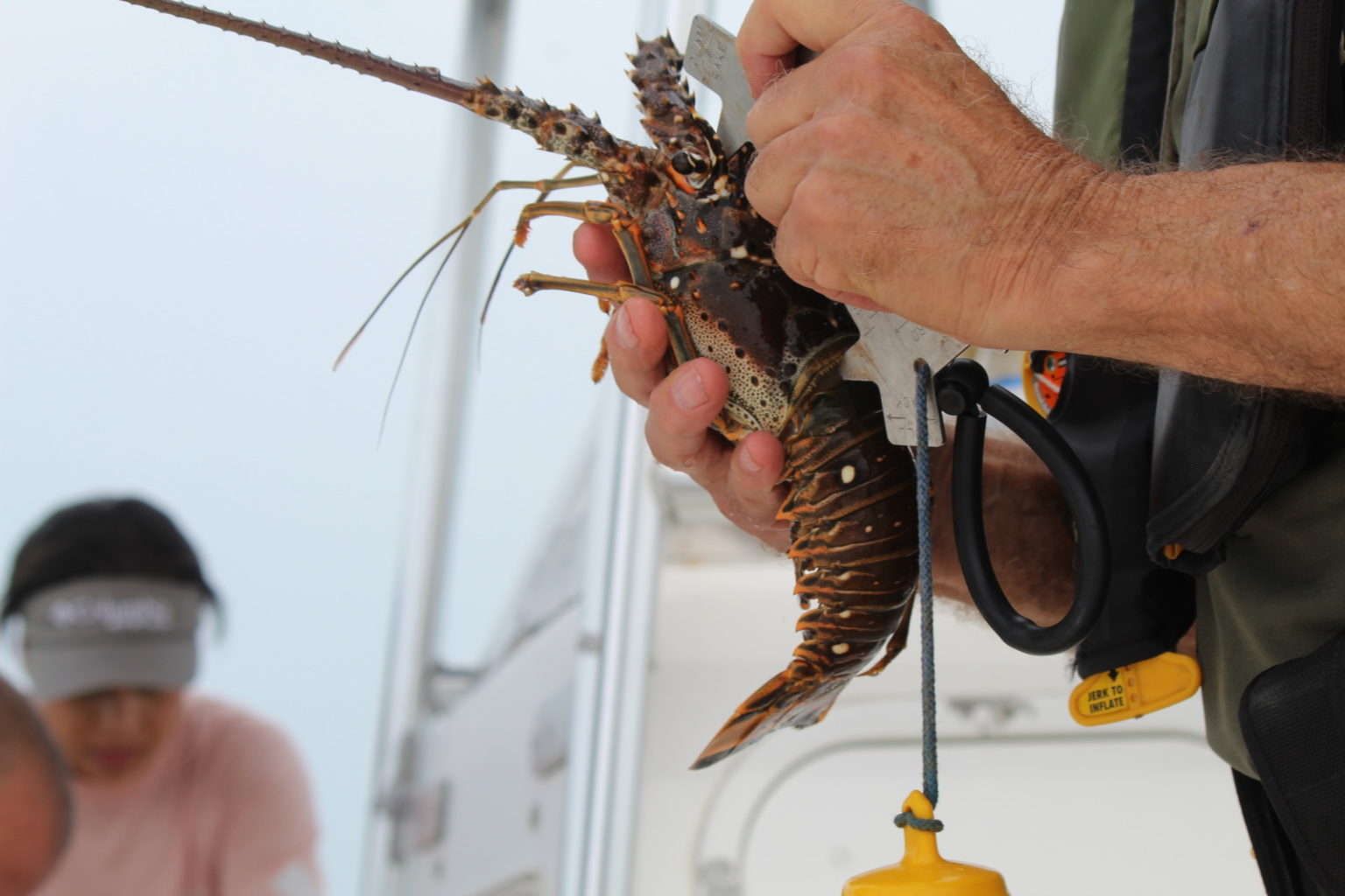 4 DEATHS & MULTIPLE ARRESTS DURING WEEK OF LOBSTER MINISEASON IN THE