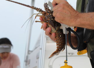 a man holding a large lobster on a boat