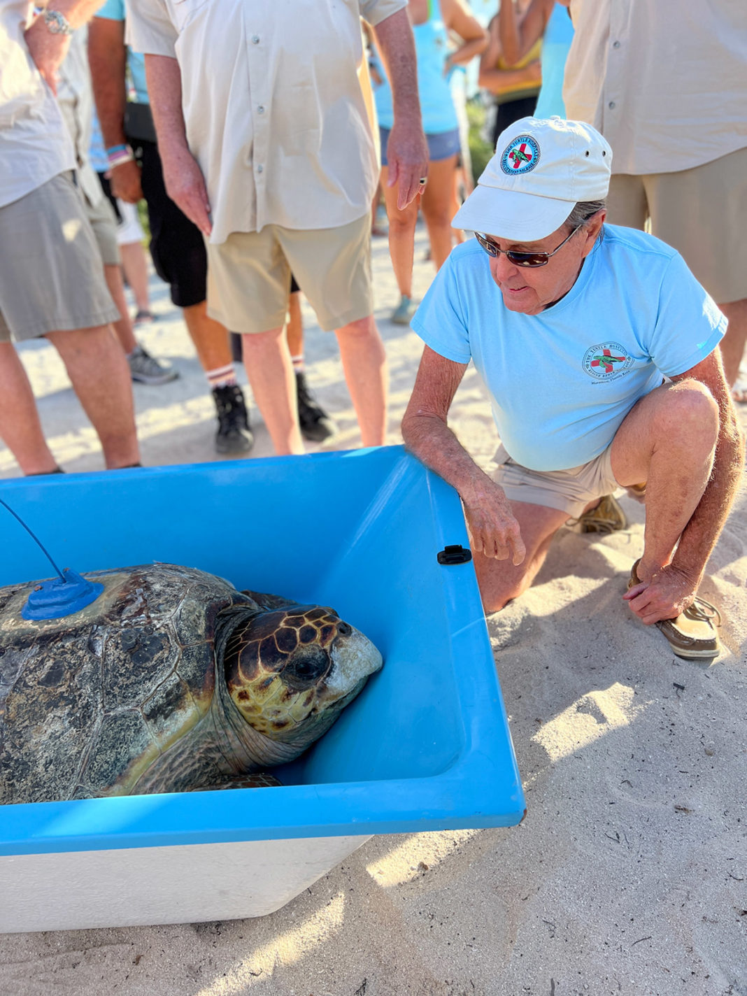 In Pictures Papa Hemingway Look Alikes Help Turtles Return To The Ocean