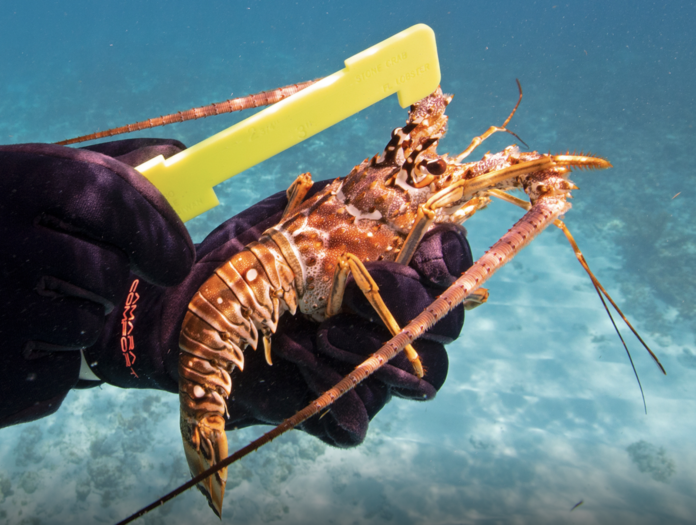 a person holding a large lobster in their hand