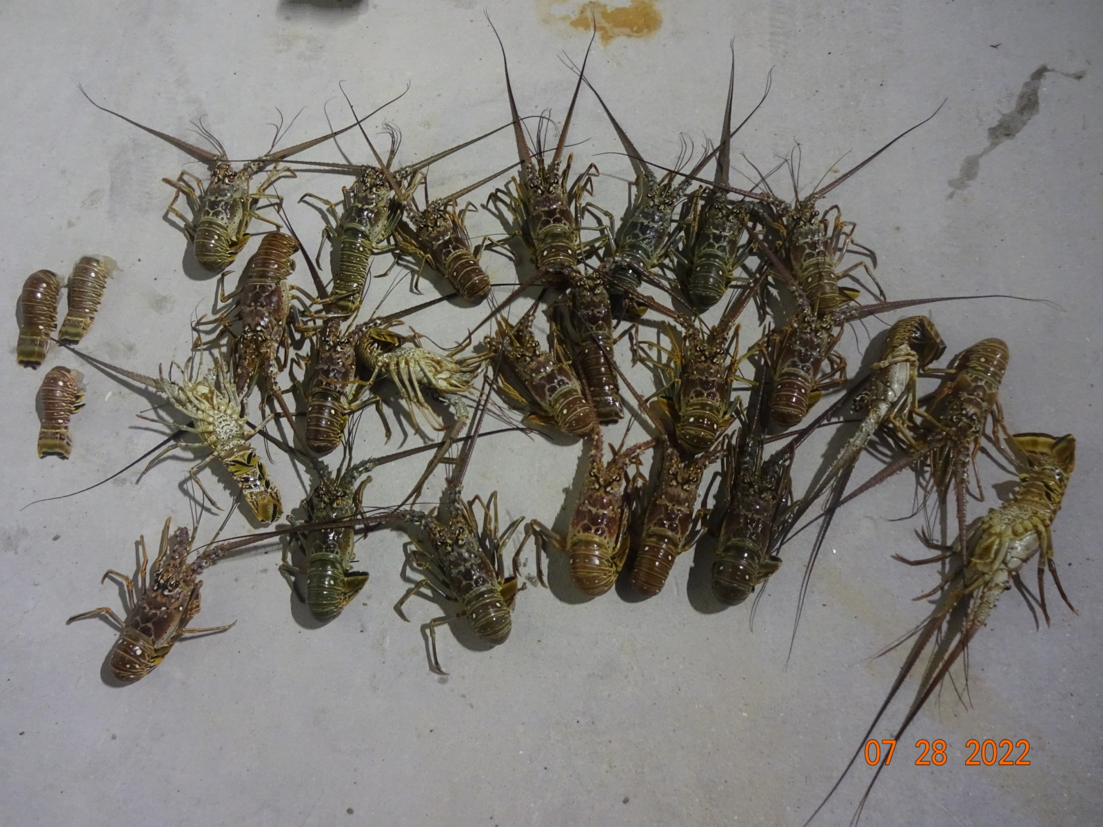 4 DEATHS & MULTIPLE ARRESTS DURING WEEK OF LOBSTER MINISEASON IN THE FLORIDA KEYS