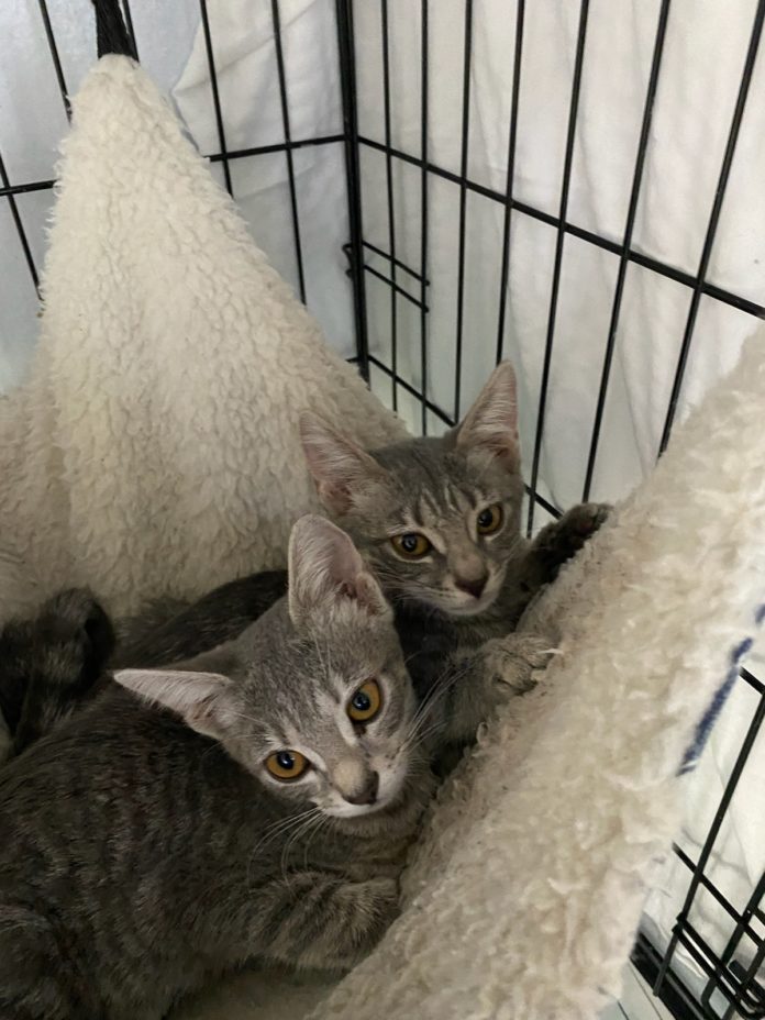 a couple of cats laying in a cage