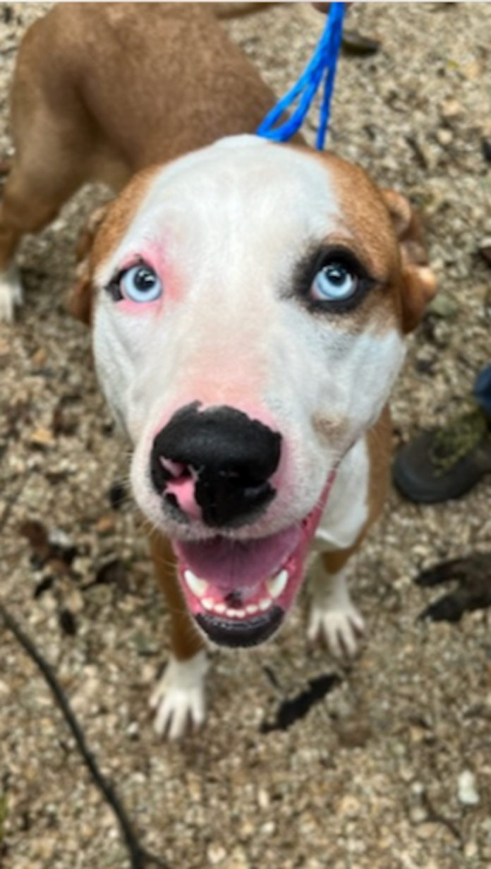 a brown and white dog with blue eyes on a leash