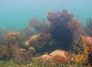 an underwater view of seaweed and other marine life