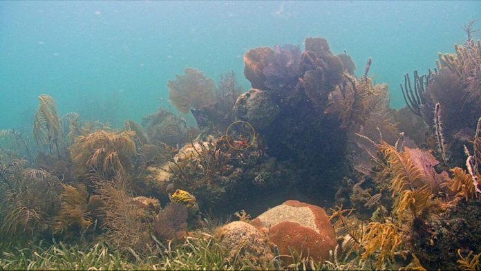 an underwater view of seaweed and other marine life