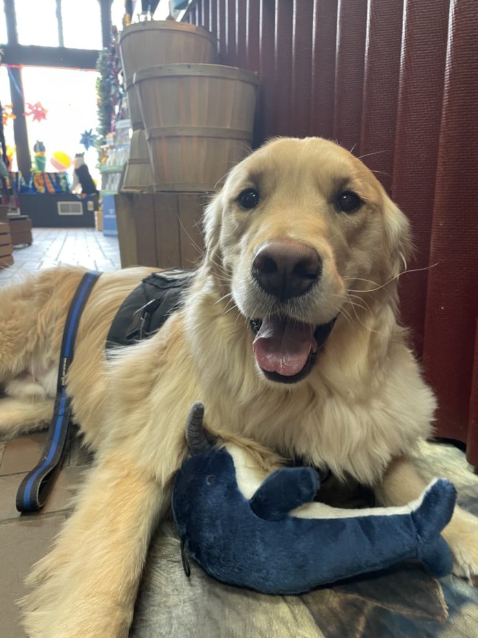 a dog laying on a bed with a stuffed animal