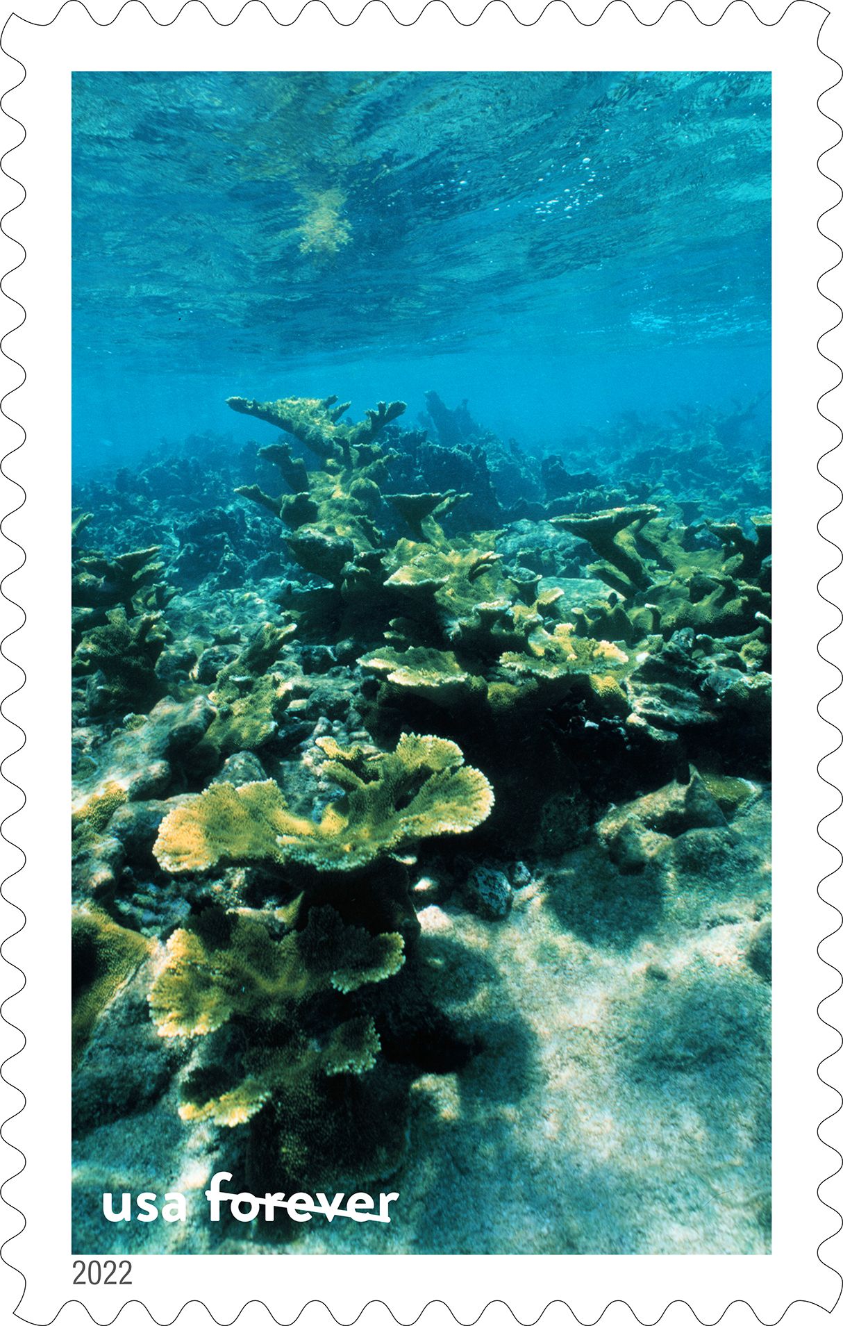 USPS issues postcard stamps featuring coral reefs - Newsroom 