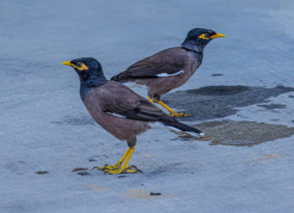 two birds standing on the side of a road