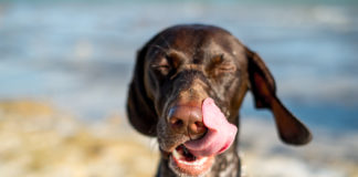 a dog with its tongue hanging out on the beach