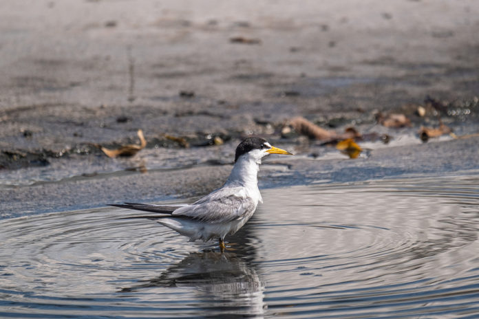 a bird is standing in a body of water