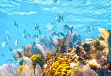 a large group of fish swimming over a coral reef