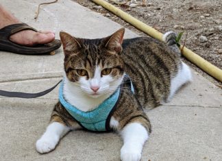 a cat sitting on the ground wearing a harness