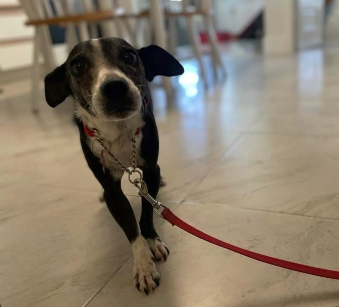 a black and white dog on a red leash