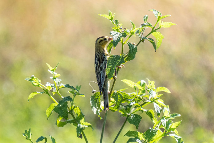 a small bird perched on top of a green plant
