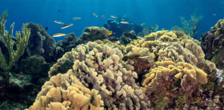 a group of fish swimming over a coral reef