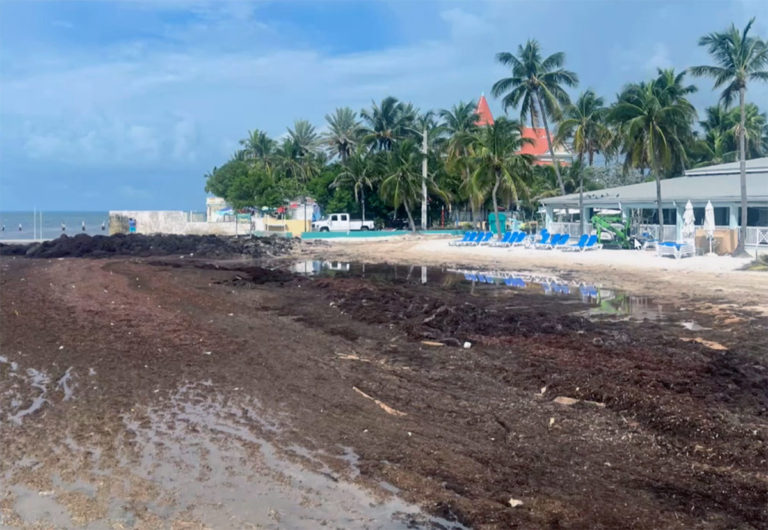 KEY WEST IS SICK OF SEAWEED