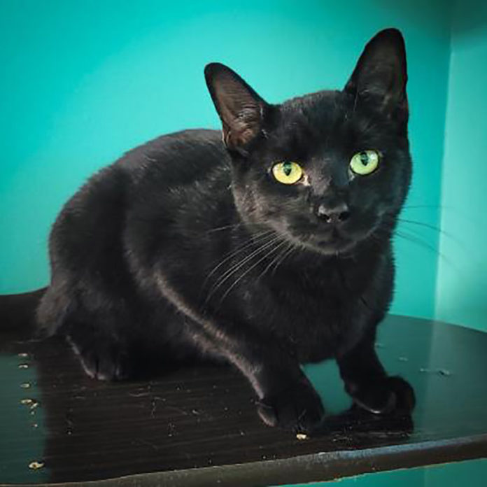 a black cat sitting on top of a shelf