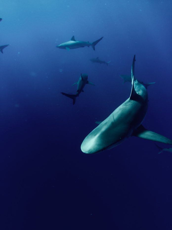 colton-jones-MSQ3hmxyQSo-unsplash a large group of sharks swimming in the ocean