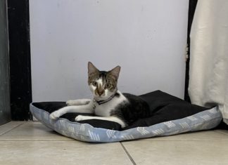 a cat laying on a dog bed on the floor