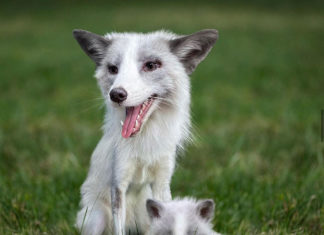 a white dog and a baby white dog in the grass