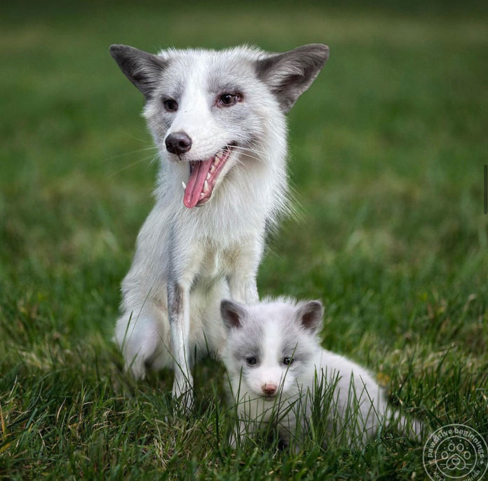 a white dog and a baby white dog in the grass