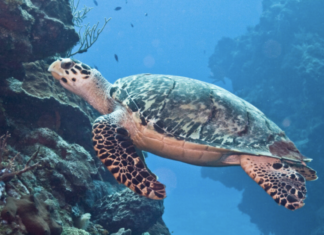 a turtle swimming over a coral reef in the ocean