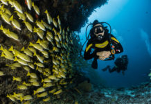 a scuba diver is surrounded by a large group of fish