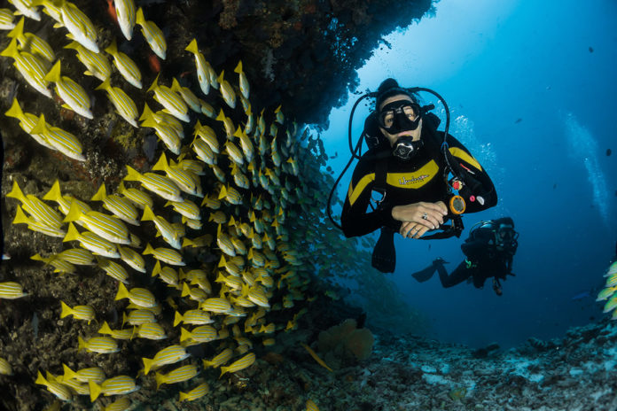 a scuba diver is surrounded by a large group of fish