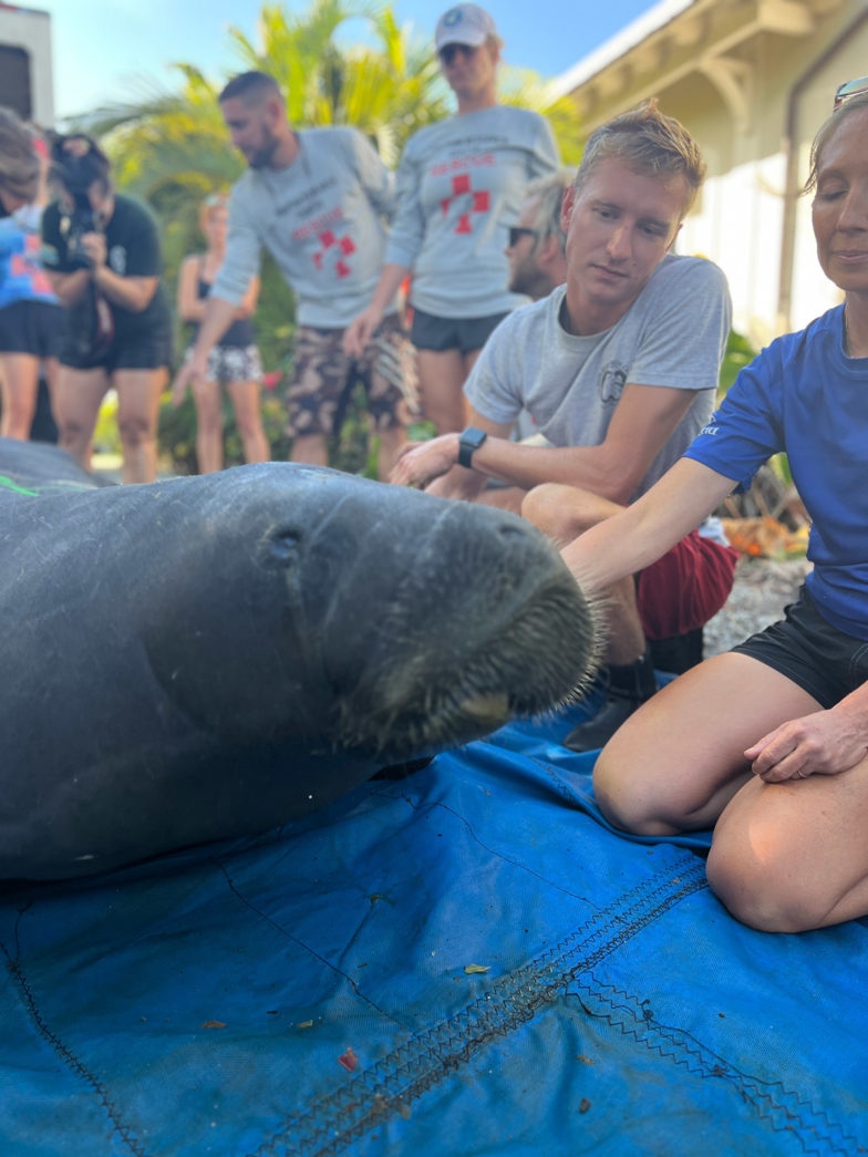 THREE RESCUED AND REHABBED MANATEES RETURN TO MARATHON WATERS