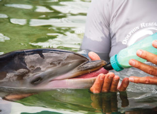 a man is feeding a dolphin with a bottle