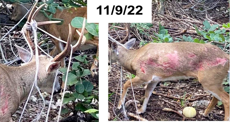 KEY DEER SHOOTING RAISES QUESTIONS ABOUT AGENCY RESPONSE TIMES