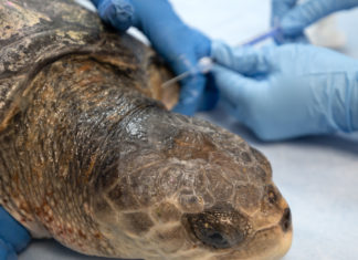 a turtle being examined by a doctor in blue gloves