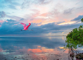 a pink bird flying over a body of water