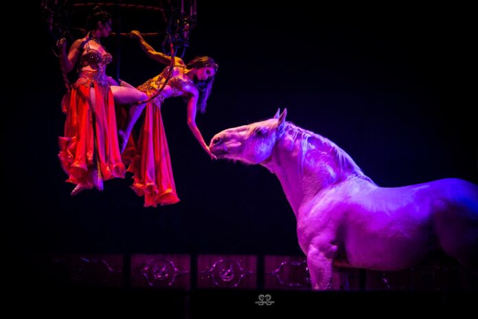 a horse standing next to a woman on a stage