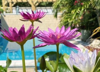purple water lilies blooming in front of a swimming pool