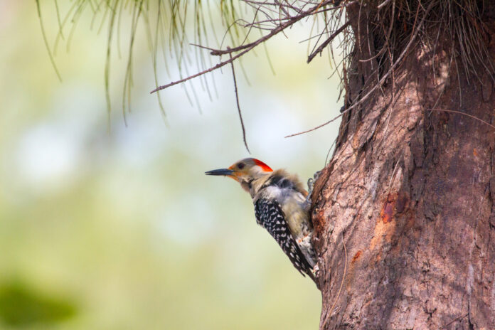 a small bird perched on the side of a tree