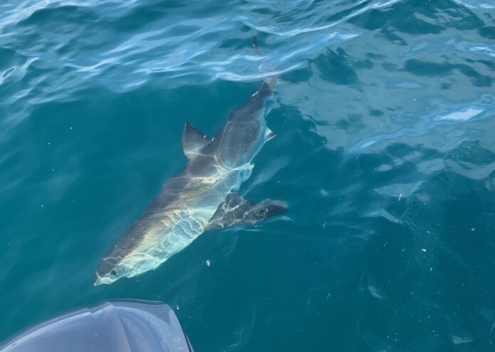 a shark swimming in the water next to a boat